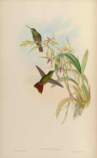 Amazilia riefferi = Amazilia tzacatl - John Gould